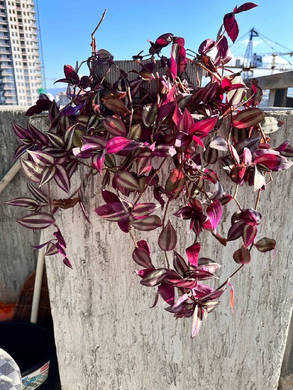 Комнатные растения: традесканция, кофе арабика, цитрусы, авокадо, цикламены, пуансеттия, азалия, хризантемы, мушмула 8