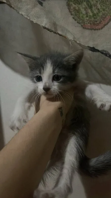 Котята 1