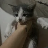 Котята 1