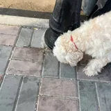 Собака в добрые руки 3