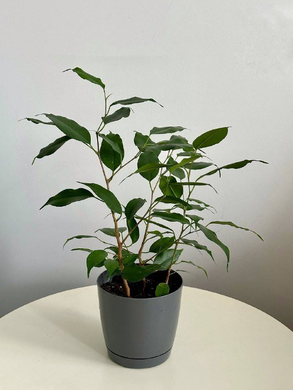 Фикус Бенджамина три растения