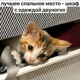 Котенок Крошка ищет семью 4