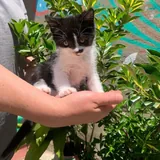 Котёнок 4