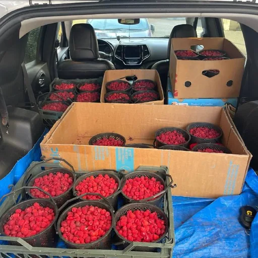 Raspberries