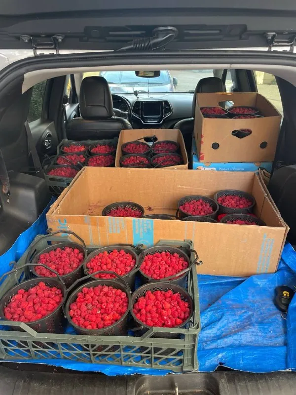 Raspberries