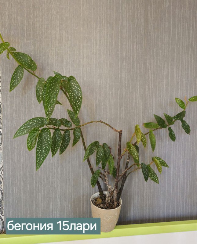 Книги и домашние растения 10