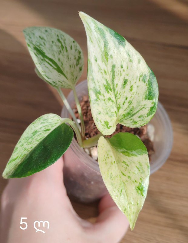 Комнатные растения 4