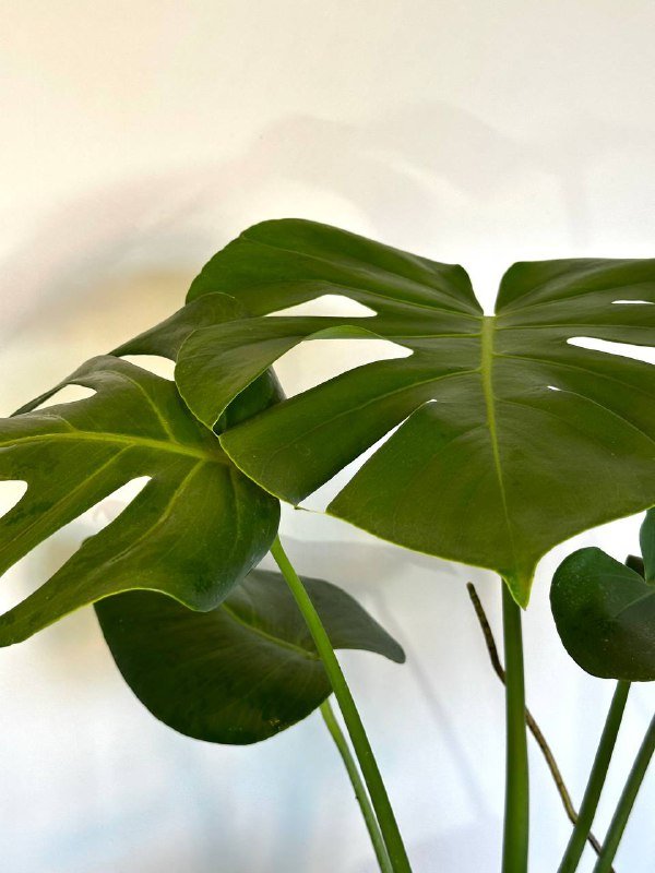 Монстера в горшке 2