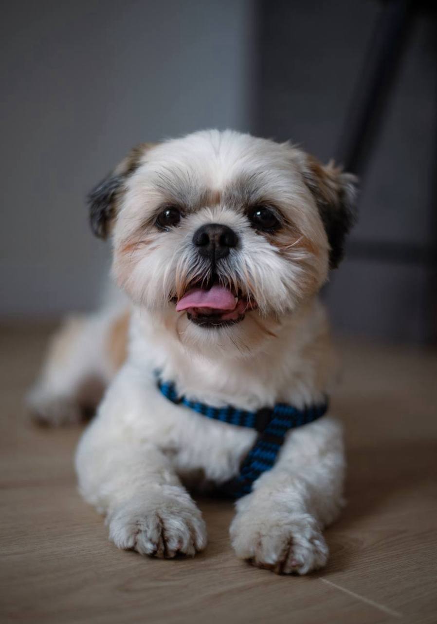 Индивидуальная передержка собак маленьких и средних пород