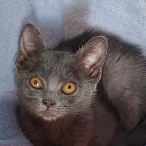 Котенок Бетти