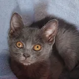 Котенок Бетти 1