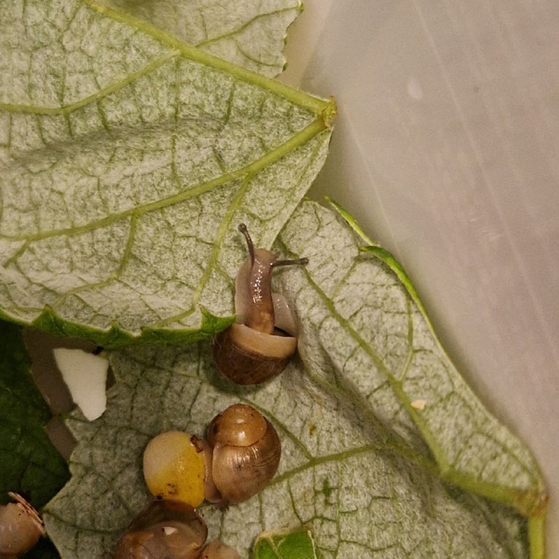 крошечные улитки-ахатины бесплатно