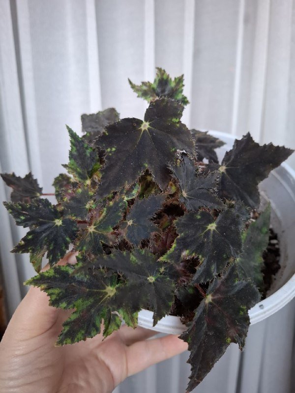 Комнатные растения разные виды 5