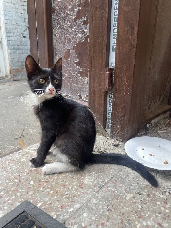 Котёнок девочка около трёх месяцев 2