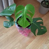 Комнатные растения 4