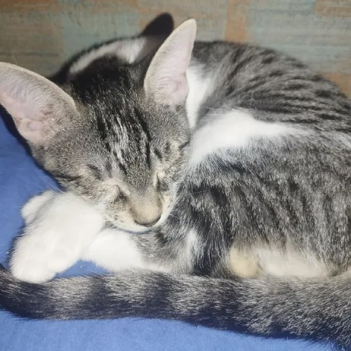 Кошечка, 4 месяца