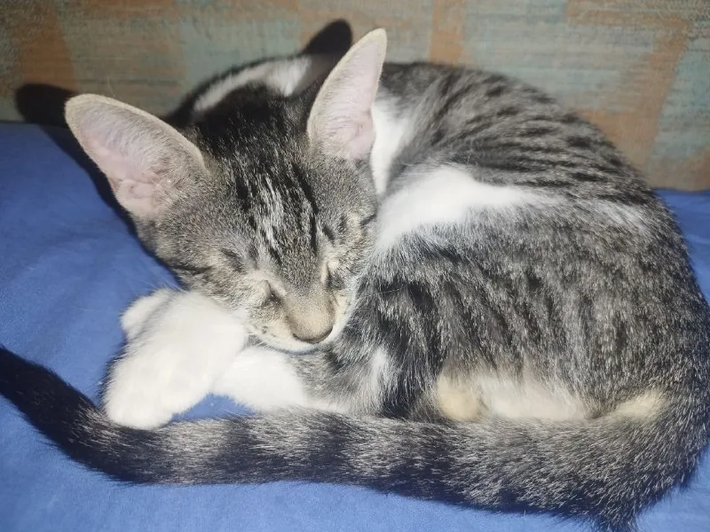 Кошечка, 4 месяца 1