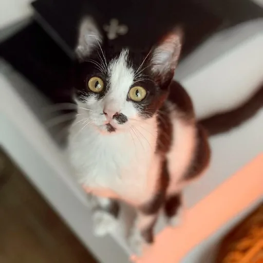 Котёнок Шуфа