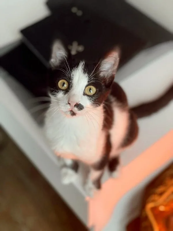 Котёнок Шуфа 1