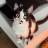 Котёнок Шуфа 1