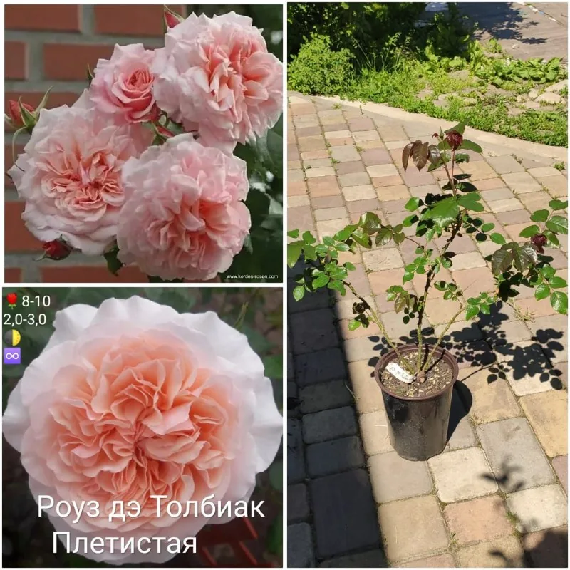 Розы, BCAA, креатин, хоста, омега 3, папоротник 5