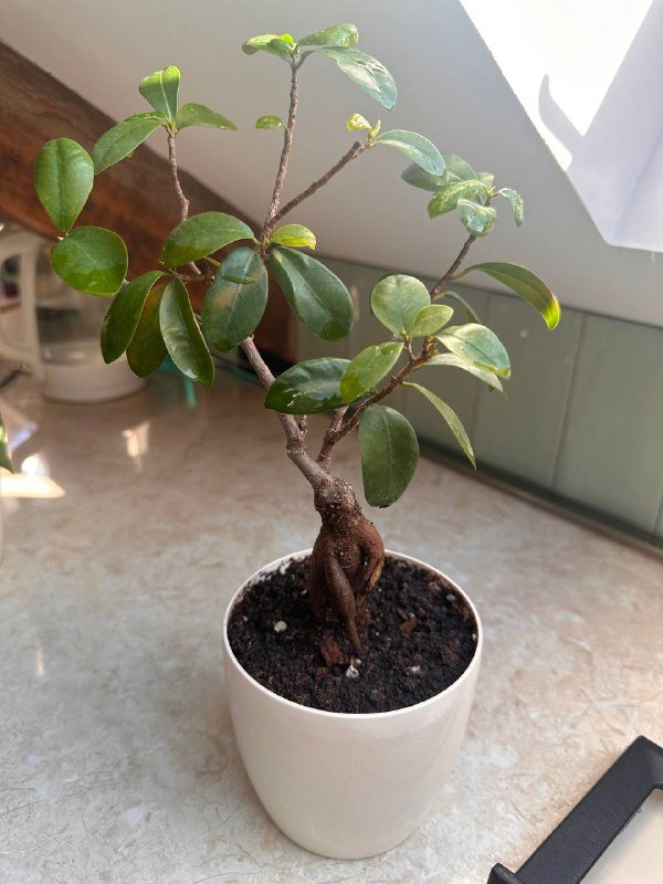 Цветы в горшках 5