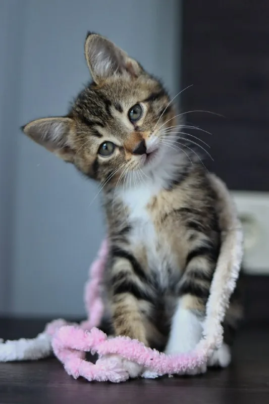 Кот Криспи, котенок 1