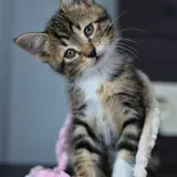 Кот Криспи, котенок 1
