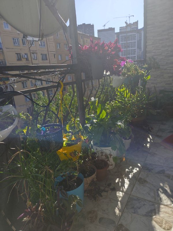 комнатные растения 3