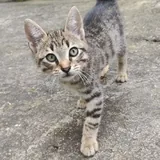 Котята ищут дом 2