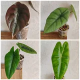 Комнатные растения 10