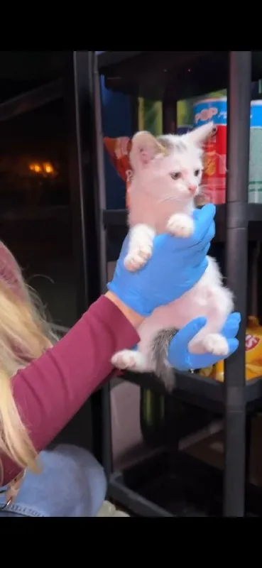 Котёнок ищет дом