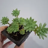Суккуленты, монстера, калатея 6