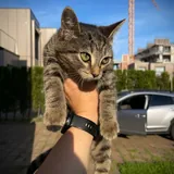 Котята 2