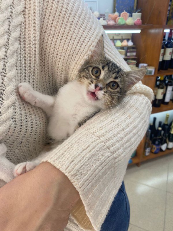 კნუტი სამართლიან და მზრუნველ სახლში ბათუმში და თბილისში 3