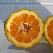 Саженцы мандарина Джели Кинг 4