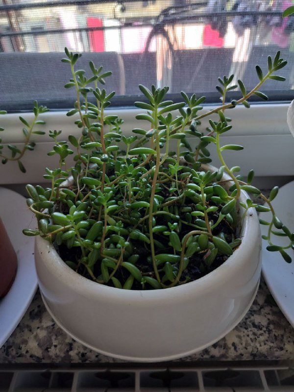 Пеперомия, Декабрист, Толстянка, Очиток краснокрашеный большой, Очиток маленький 2