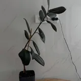Фикус Эластика 2