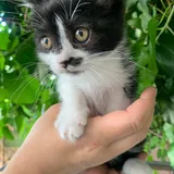 Котенок 1