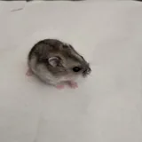 Джунгарские хомячки 2