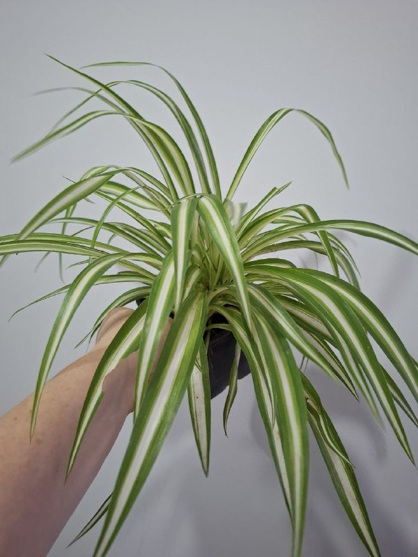 Хлорофитумы, Женское счастье, Филодендрон кобра, Сингониум, Монстера, Калатея, Суккуленты