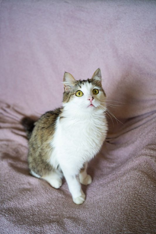 Кошка Пупся ищет семью для заботы и любви 5