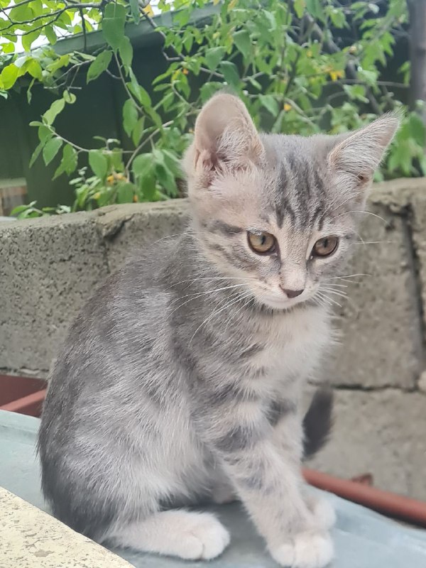 Котята ищут любящую семью 8