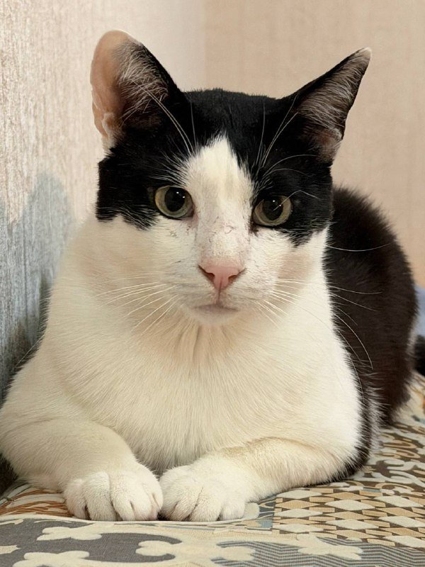 Кот Тесла для дома, 3-4 года, кастрирован
