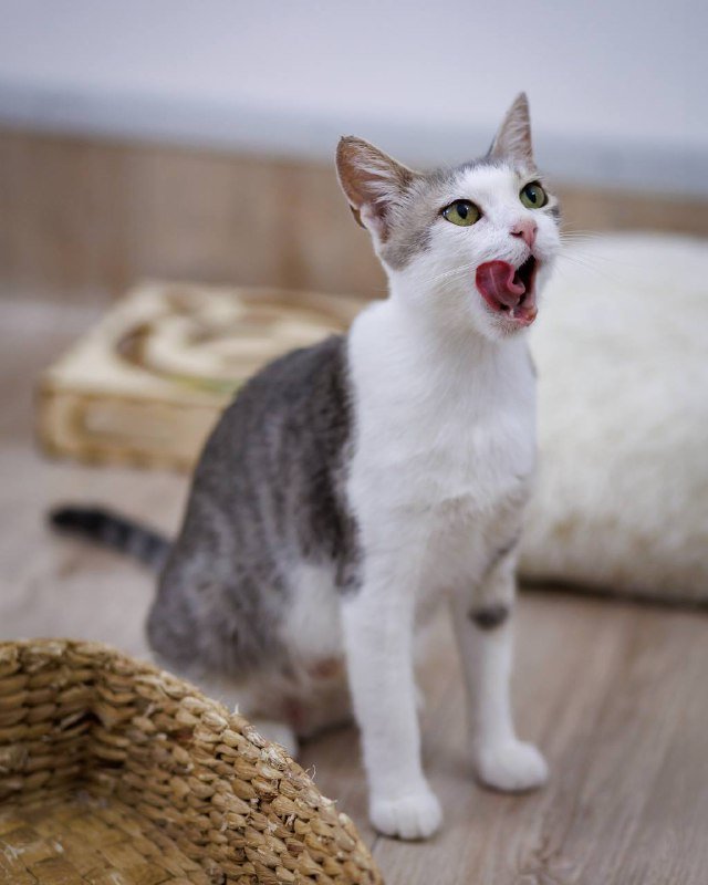 Кошка Ария в добрые руки 4