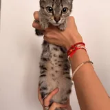 Котёнок ищет дом 5
