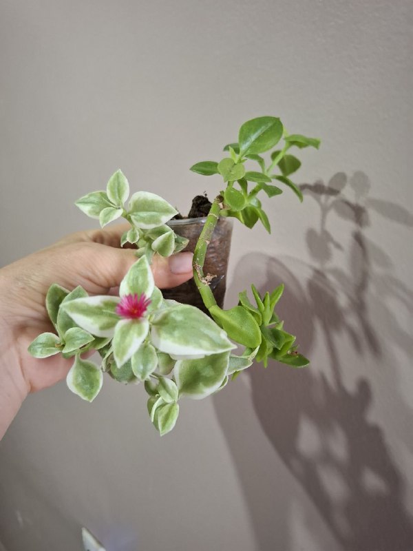 Портулак, суккуленты, папоротник, оттона, фикусы 6