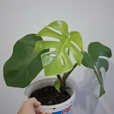 Традесканция, седум, суккуленты, каллизия, монстера, попугай 9