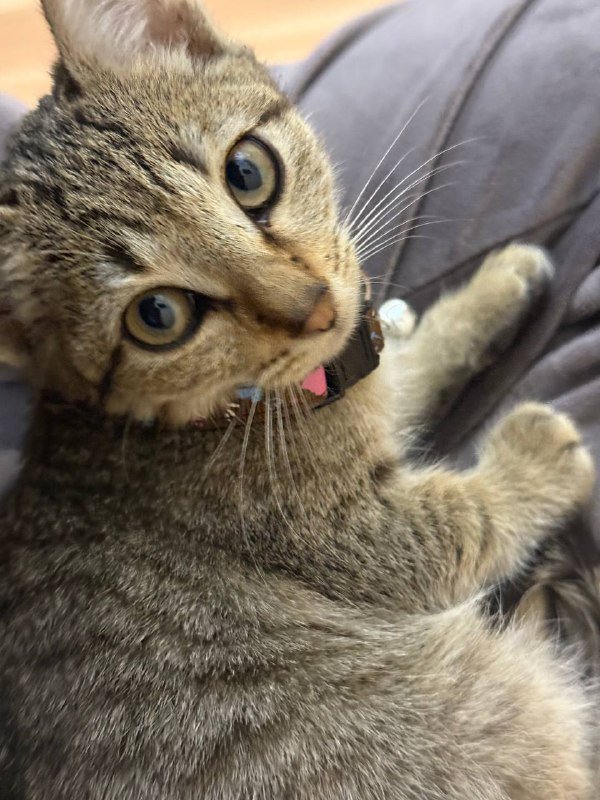 Кошка в добрые руки 3