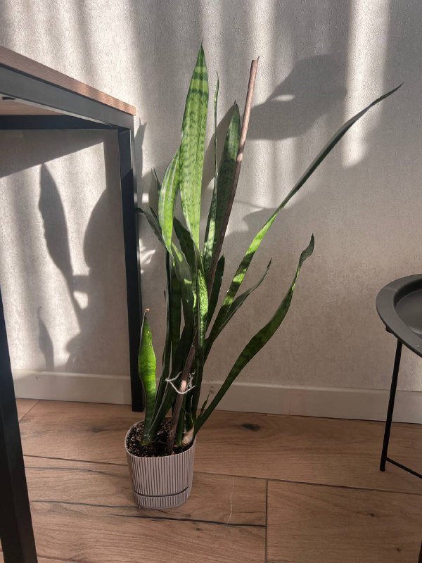 Сансевиерия, сциндапсусы